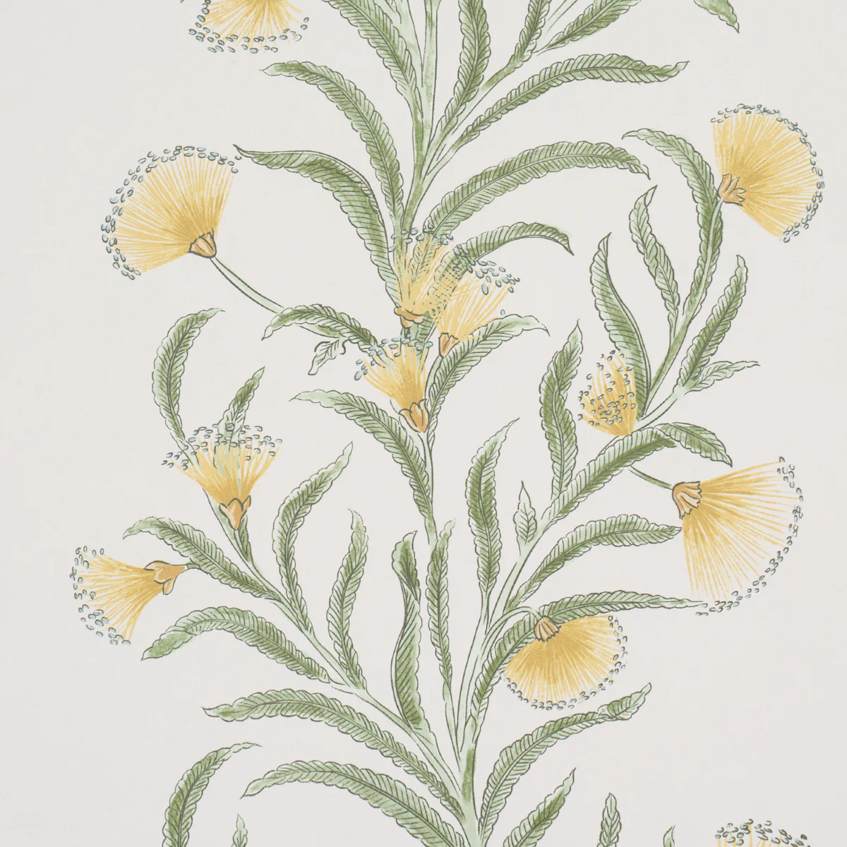 5015365 | Tasmanian Mimosa, Marigold - Schumacher Wallpaper - Image 3