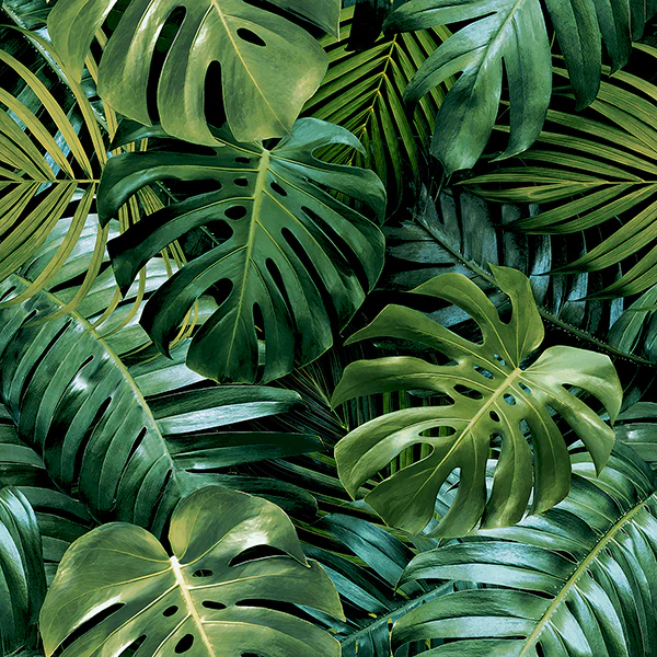 AH924108 | Arthouse, Harlynn Green Monstera - Brewster Wallpaper