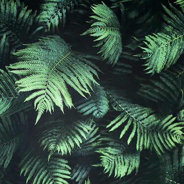 Sample - AH907601 Brewster Wallpaper, Winona Green Ferns Arthouse